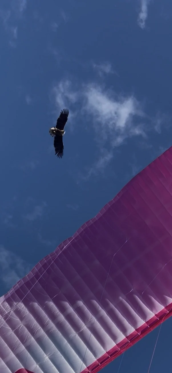 Eagle Joins Us